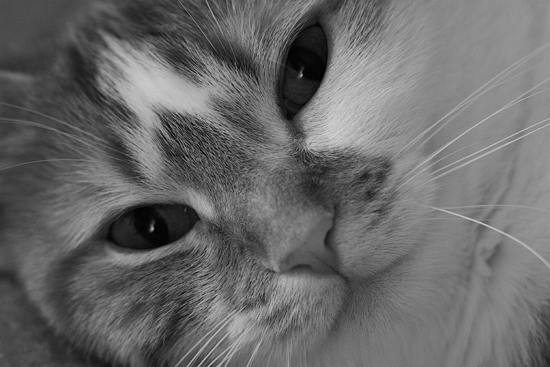 _MG_1508 Really Close