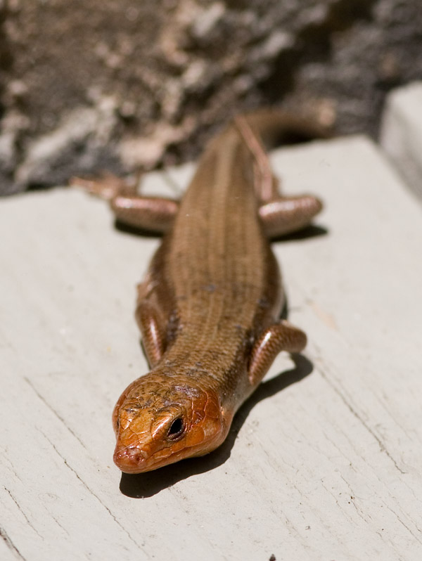 _MG_1669 Skink