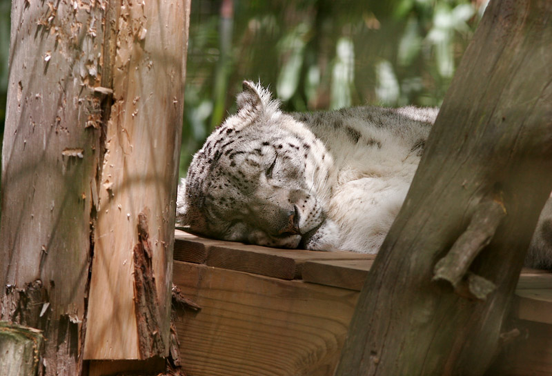 _MG_2002 Snow Leopard?