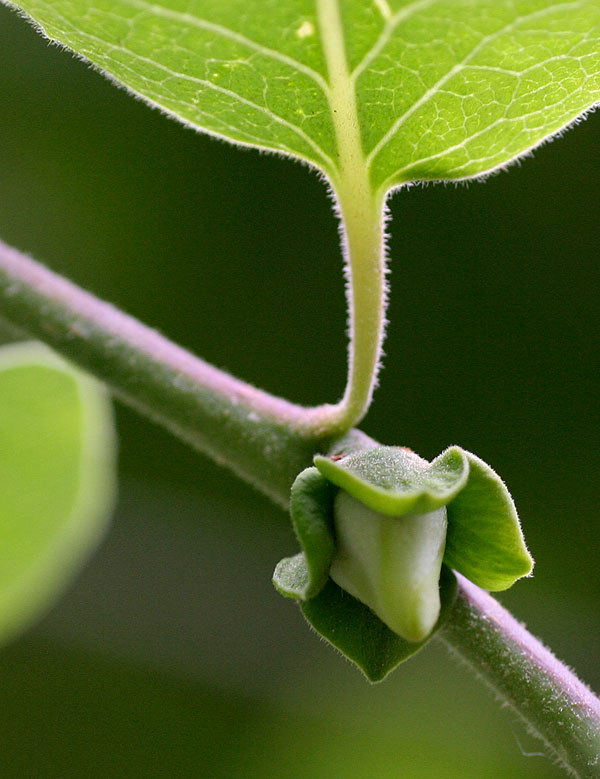 First budding of our young persimmon tree