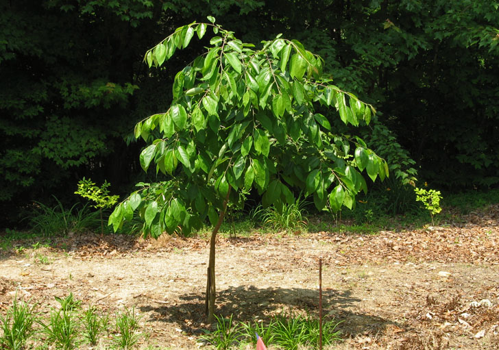 Persimmon Tree - A610 Photo