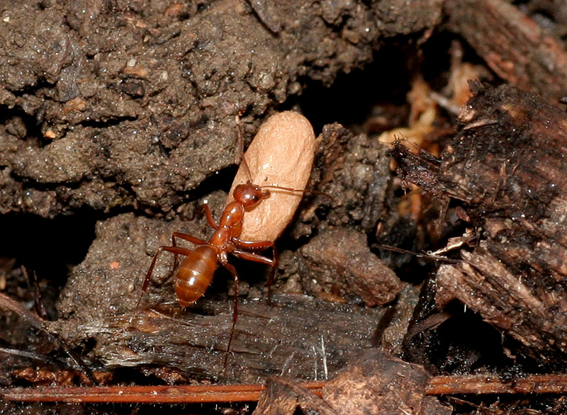 _MG_2044 Ant moving larva