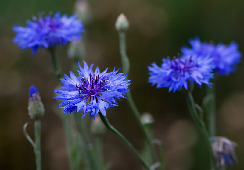 _MG_0186 Cornflower