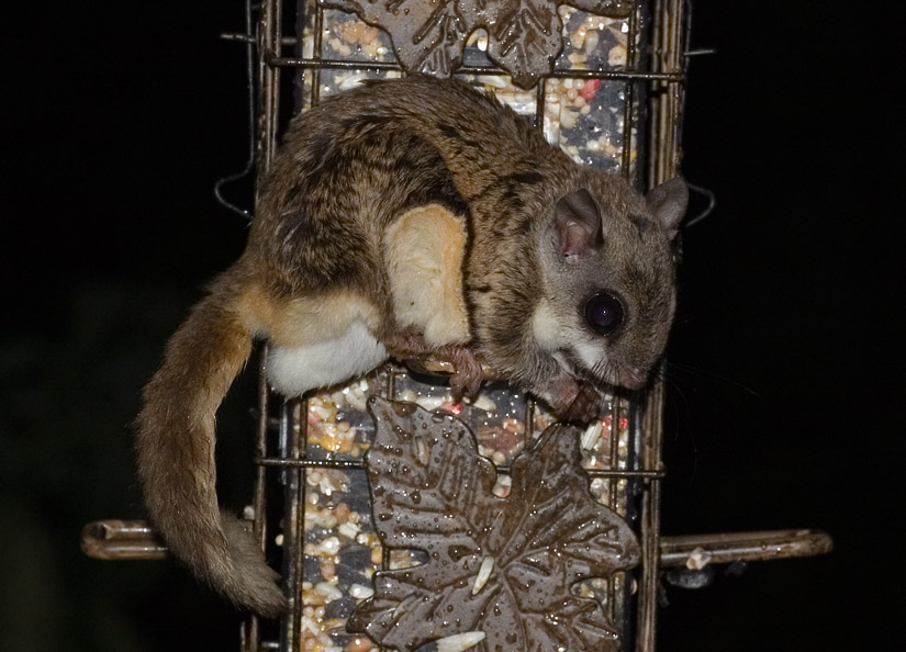 _MG_2805 Flying Squirrel on Squirrel Proof Feeder