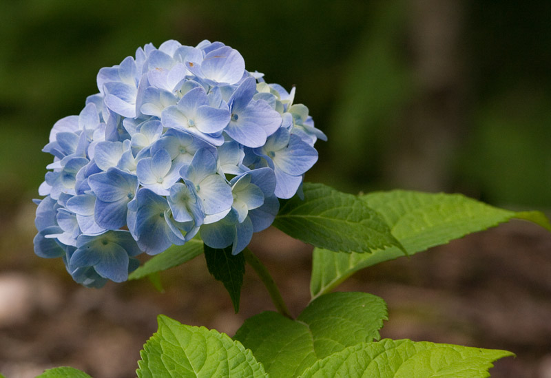 Hydrangea