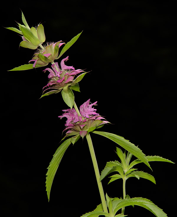 Monarda Citriodora - Horsemint