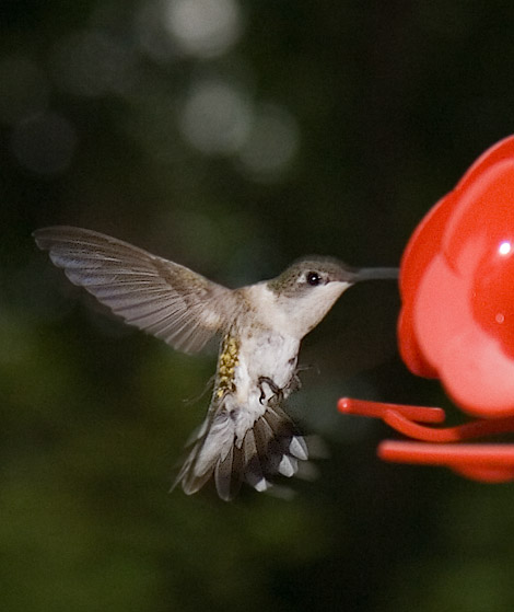 17-55Hummer