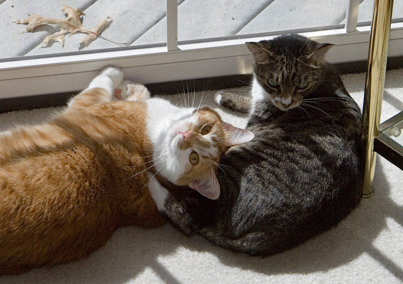 Cozying Up