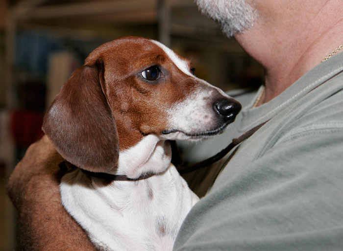 Piebald Dachshund