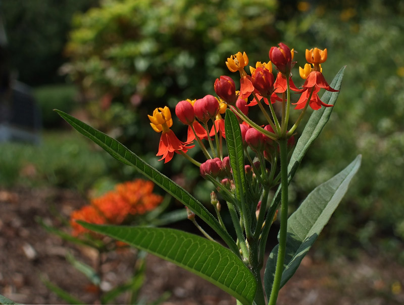 Bloodflower