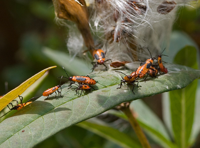 3695 Milkweed Bug Nymphs