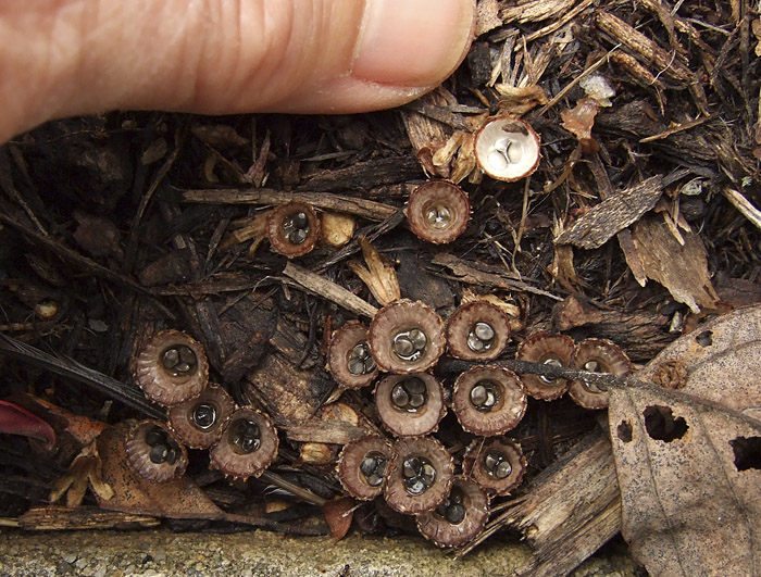 8-31 032 Birds Nest Fungus