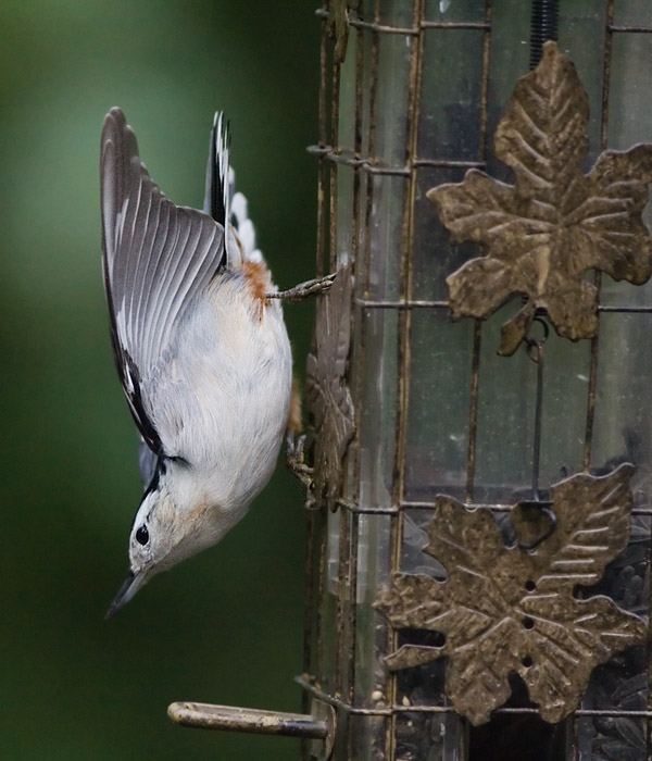 _MG_3925 Nuthatch.jpg