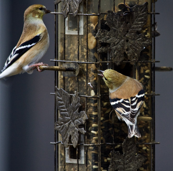 _MG_0780 Tough Goldfinch