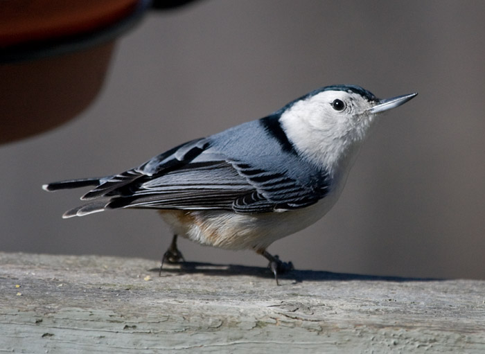 _MG_0892 Nuthatch