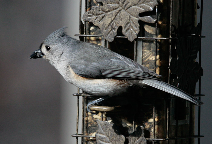 _MG_0899 Titmouse