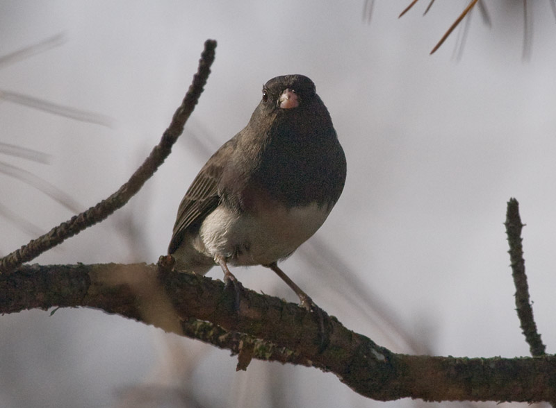 _MG_0415 First Junco This Year