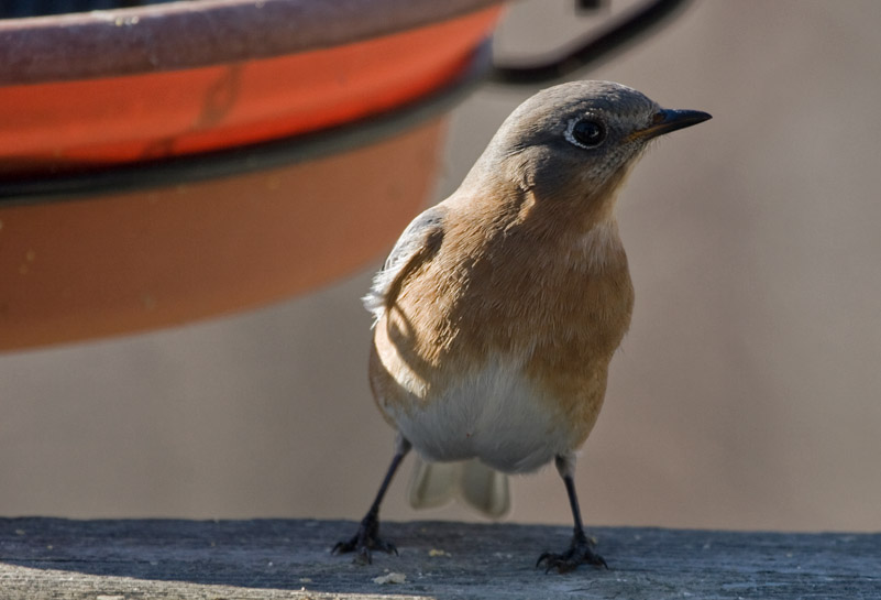 _MG_0480 Female Bluebird