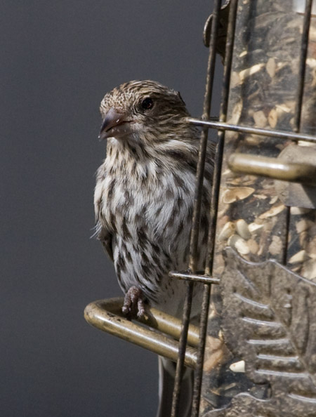 _MG_0542 Female Housefinch-BigCrop