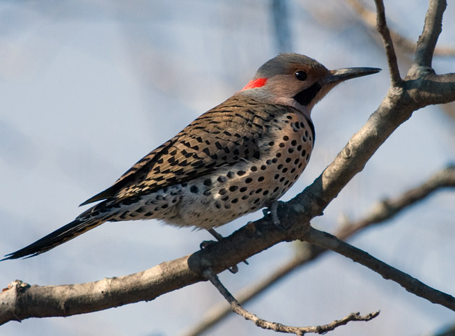 _MG_0295 Northern Flicker