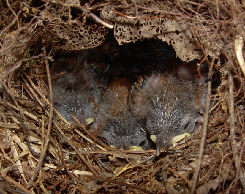 DSC02780 Baby Squeaks-Day 2