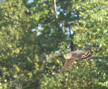 Merlin
