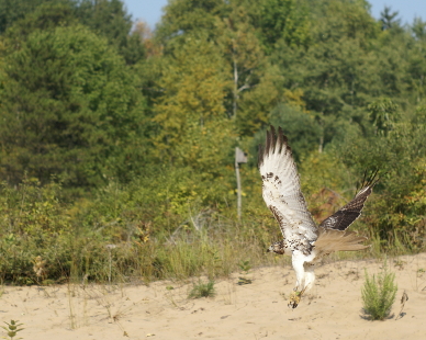 Red-tailed Hawk