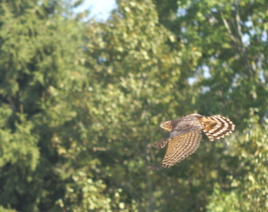 Sharp-shinned Hawk