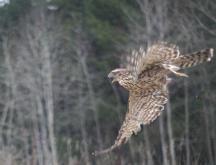 Northern Goshawk