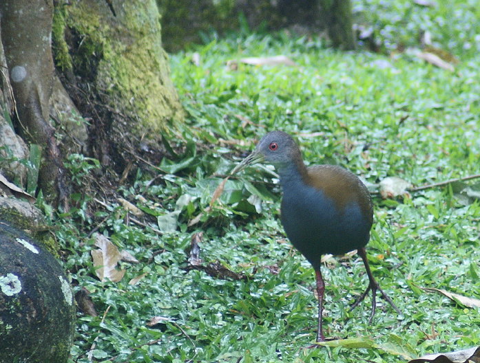 Slaty-breasted Woodrail