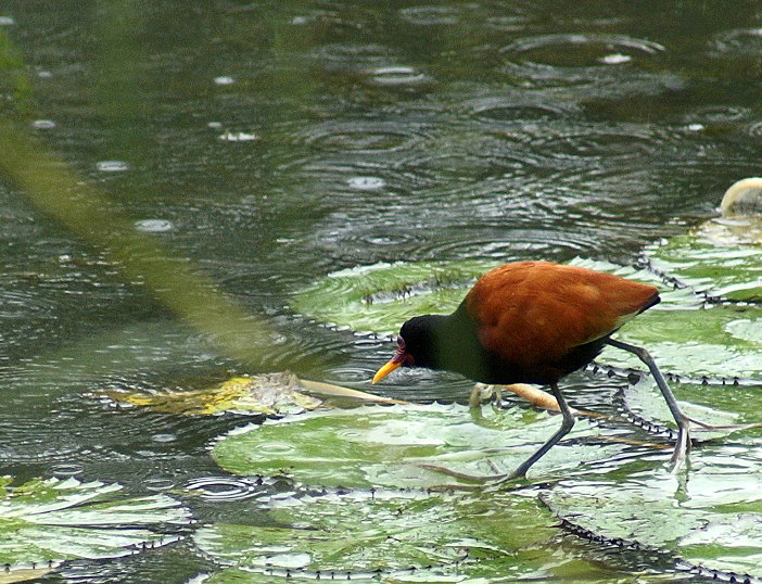 Wattled Jacana