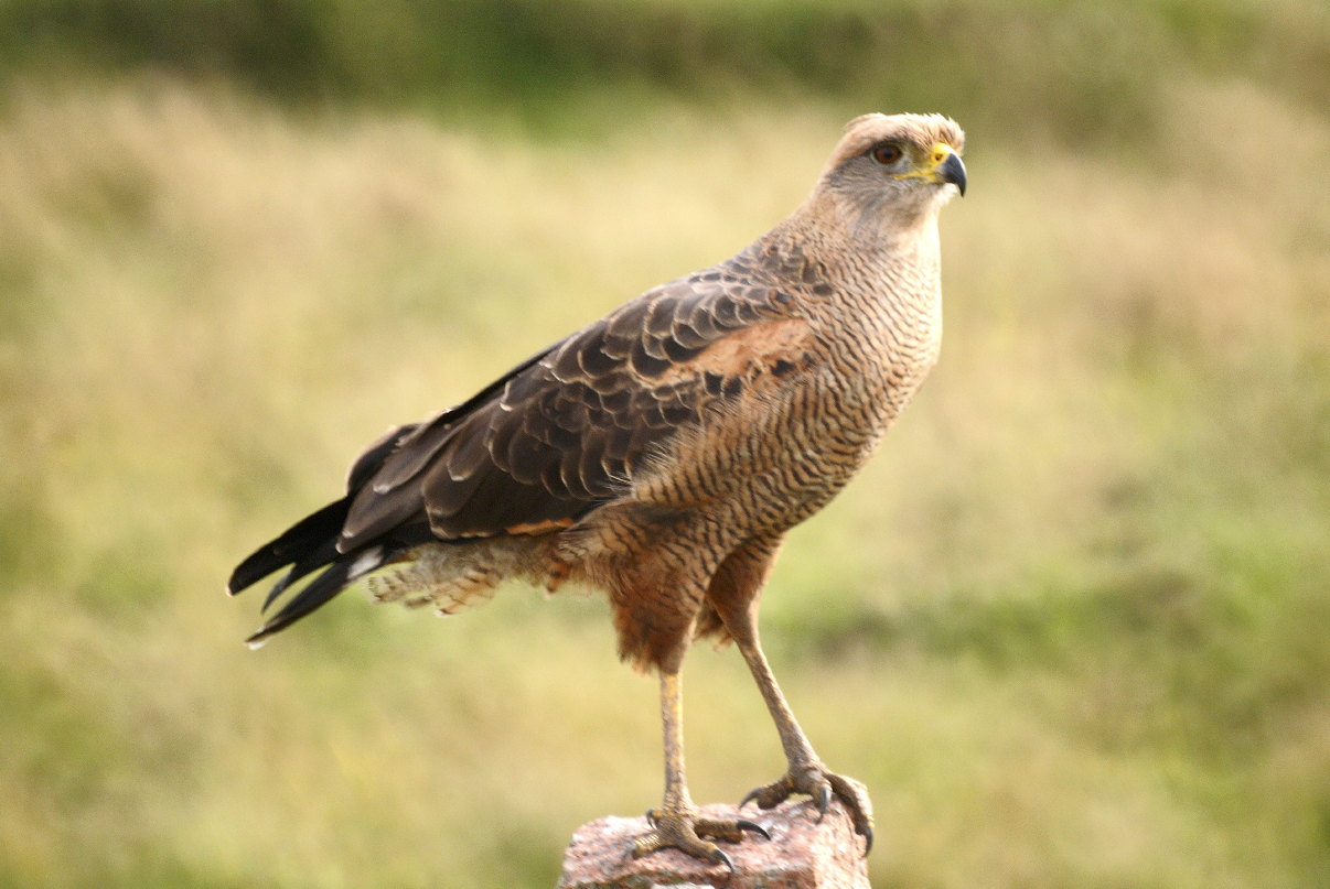 Savanna Hawk