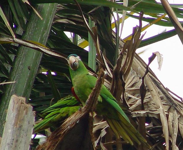 Red-shouldered Macaw