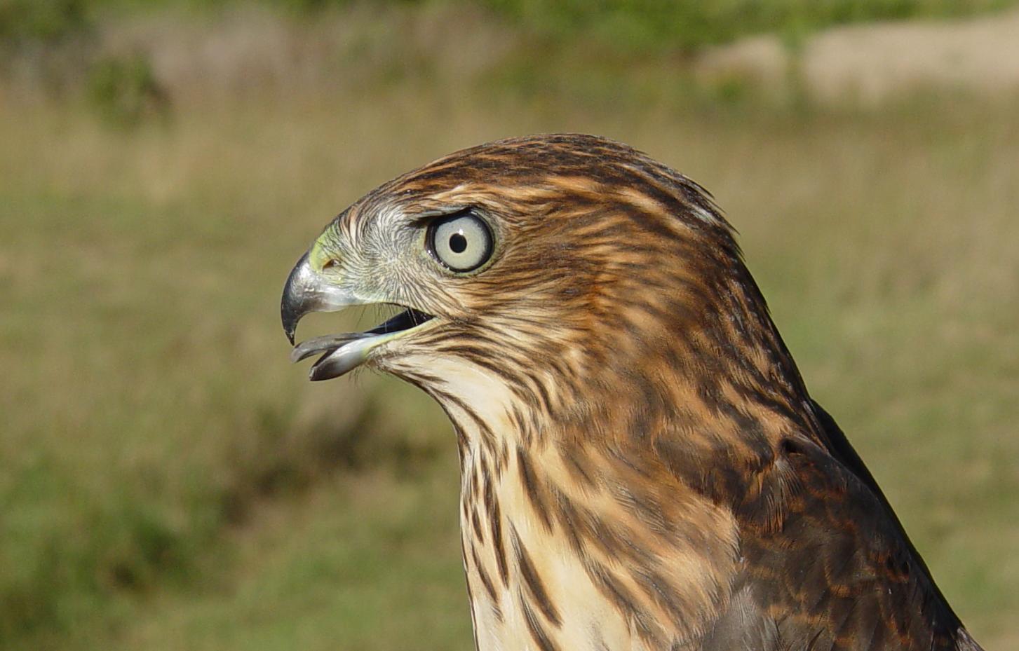 Coopers Hawk Juvenile female