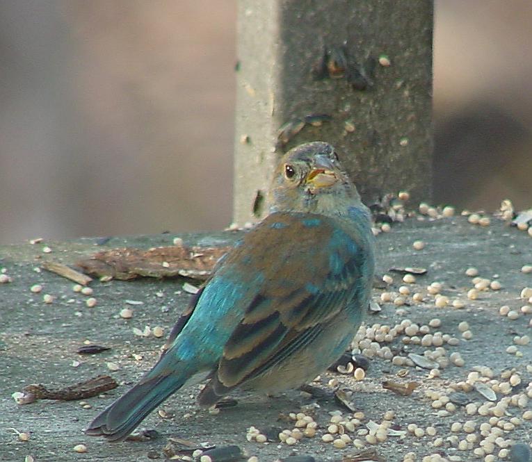 Indigo Bunting