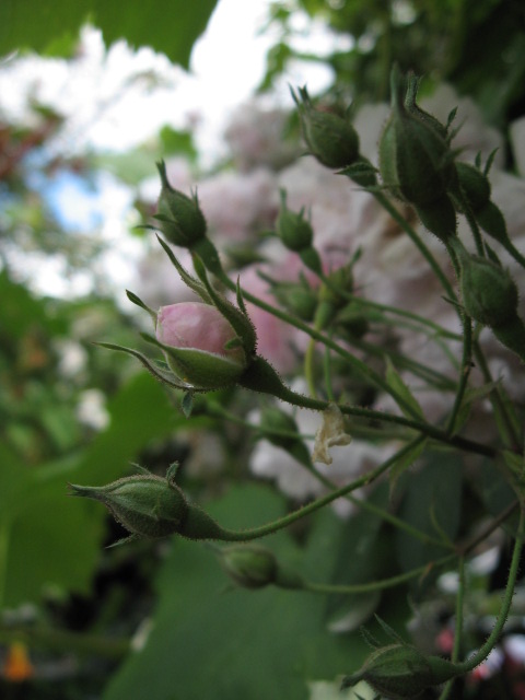 Pauls Himalayan Musk