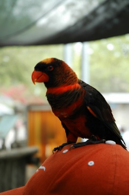 Very colorful birds.