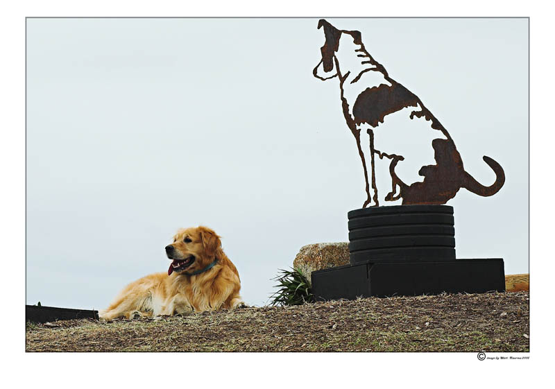 doggi.jpg