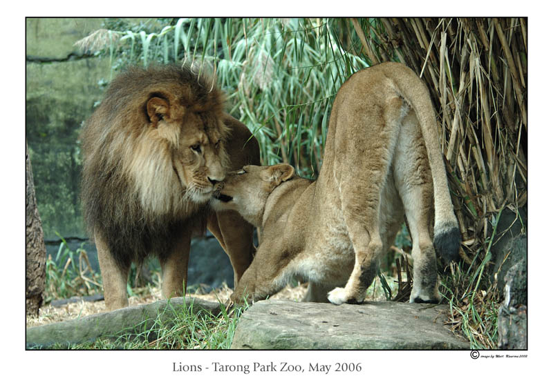 lions2.jpg
