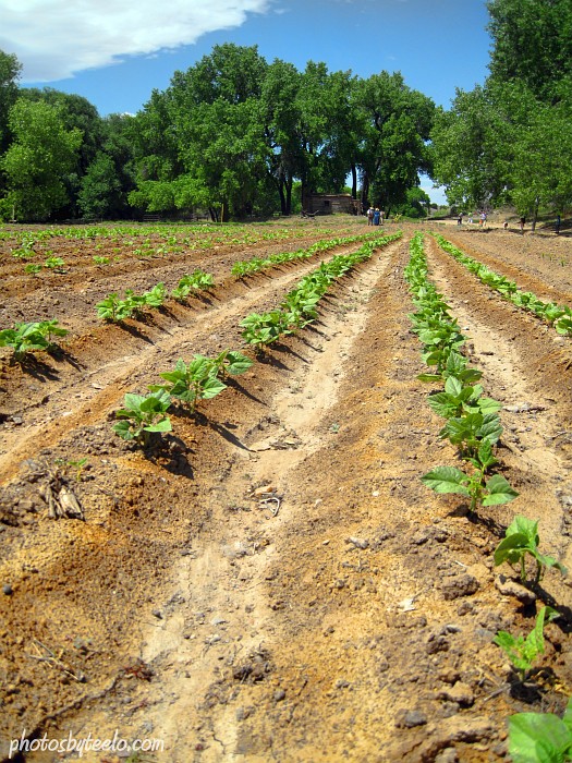 Crops in the desert