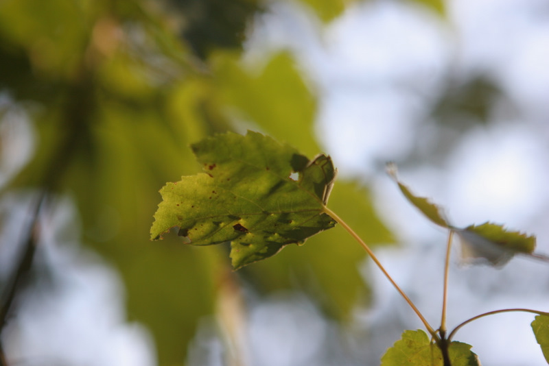 20100828-1756-5728D.JPG