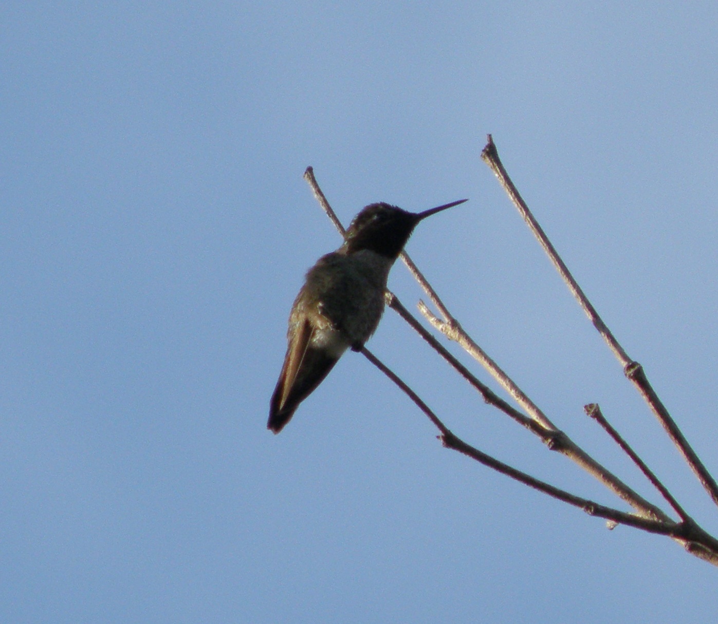 Hummingbird Annas 13 Irvine CA 4-11.JPG