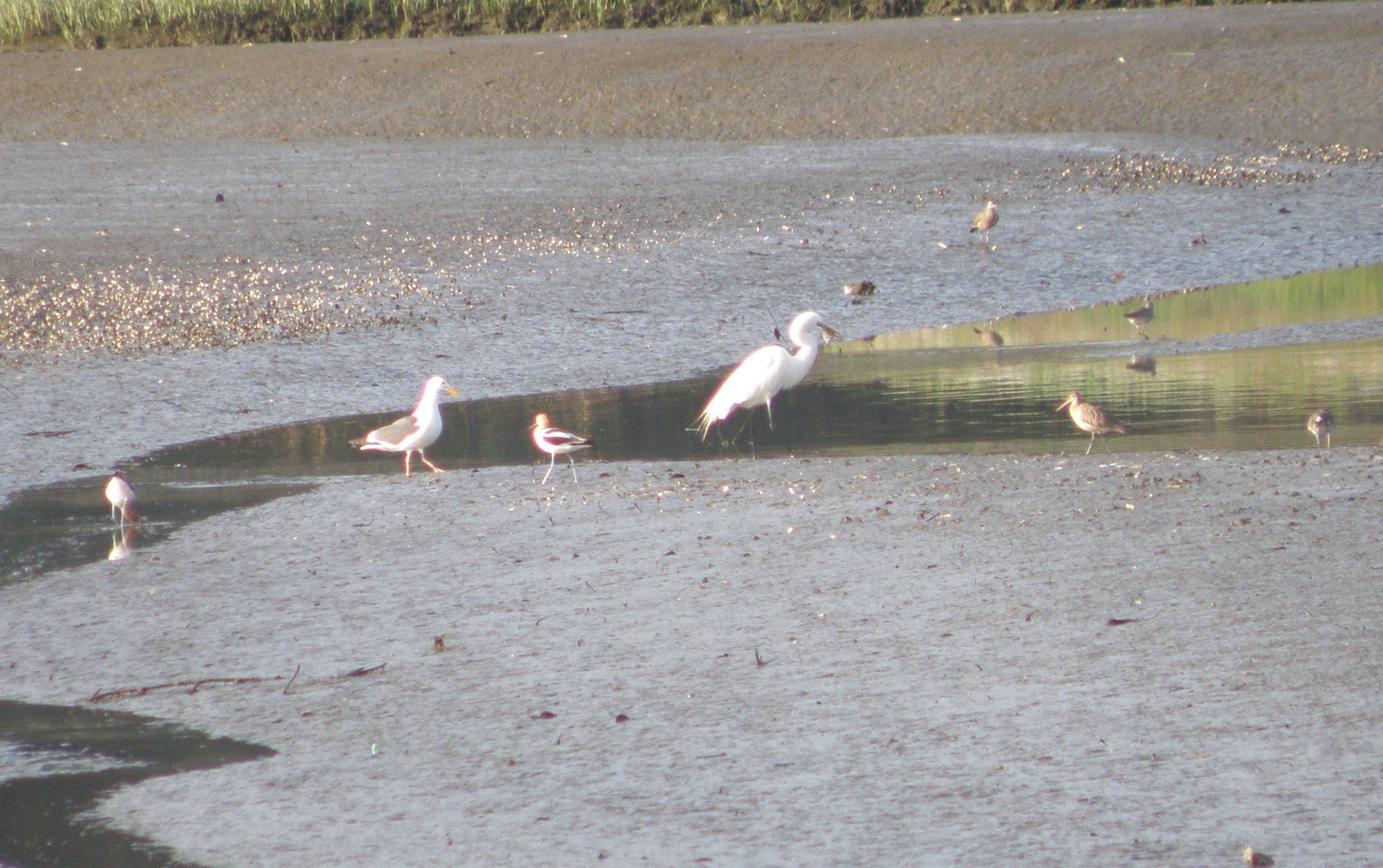 shorebirds Irvine CA 4-11.JPG