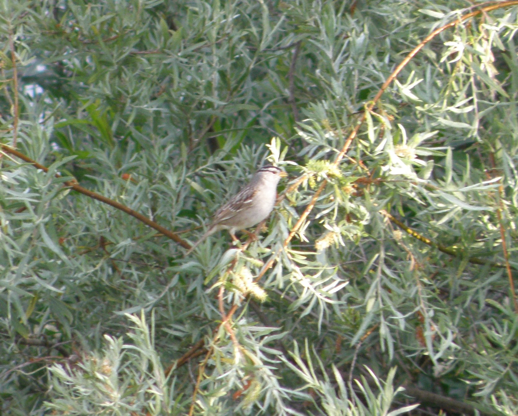 Sparrow white crowned Irvine CA 4-11.JPG