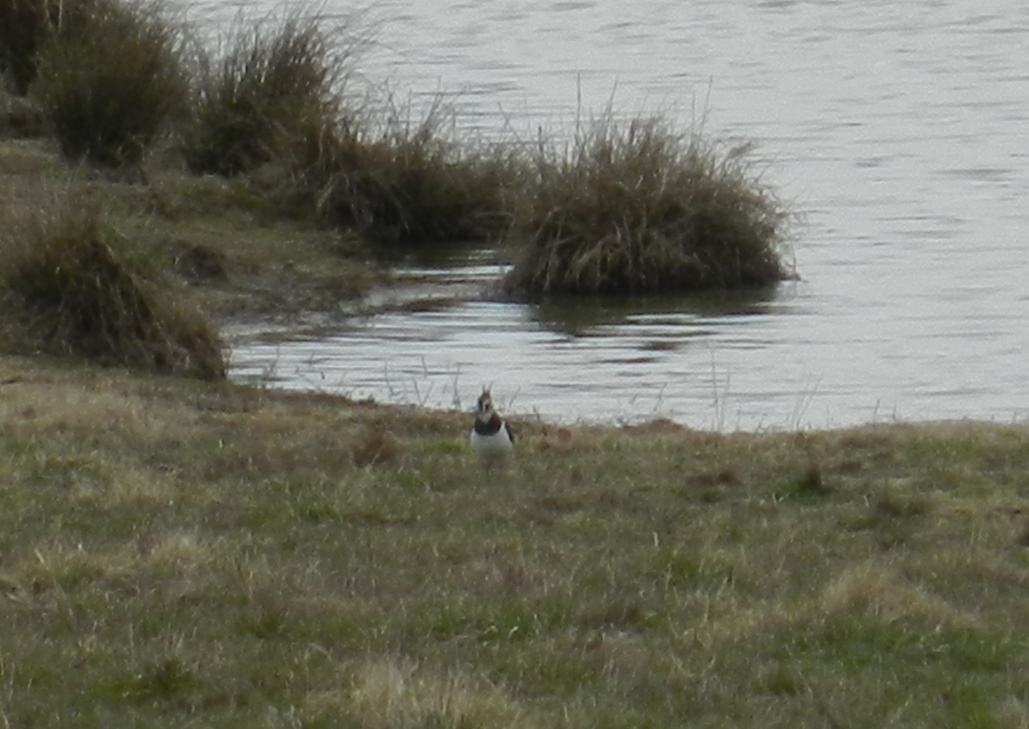 N. Lapwing Roxboro NC 030213 f.JPG