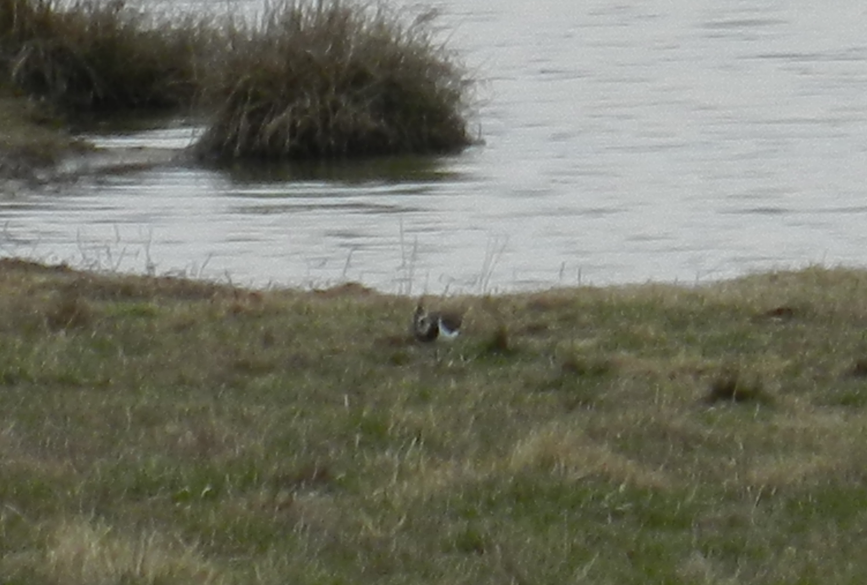 N. Lapwing Roxboro NC 030213 k.JPG
