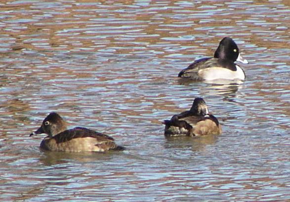 Duck Ringed Necked Hampton VA 05JPG