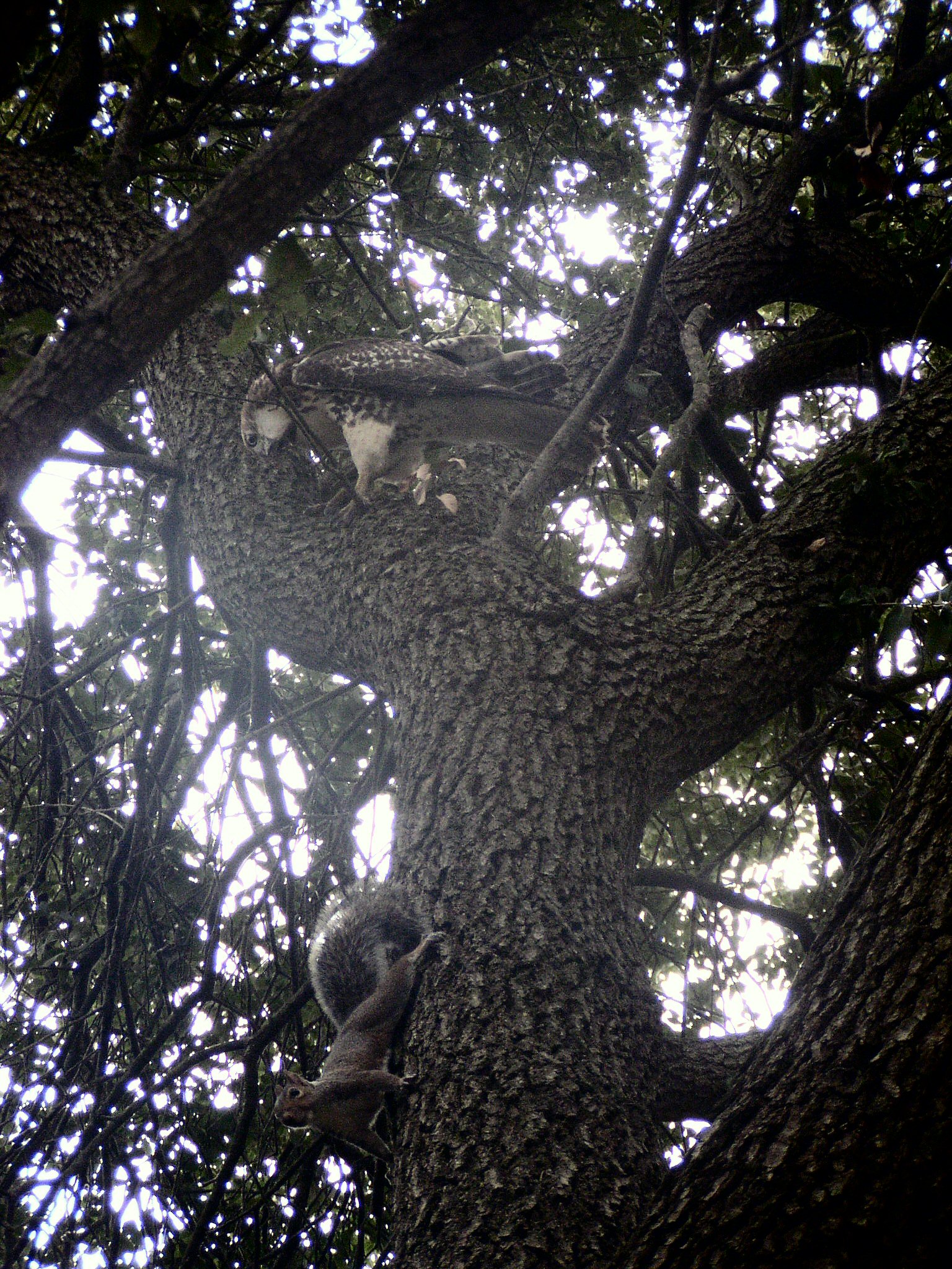 Hawk Red tailedHawk RT Chasing Squirrel VAH b.JPG