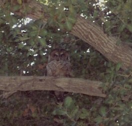 Owl, Spotted Silverado Canyon CA 95 .jpg