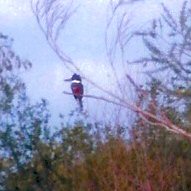 Kingfisher, Ringed Falcon Dam Tx b.jpg